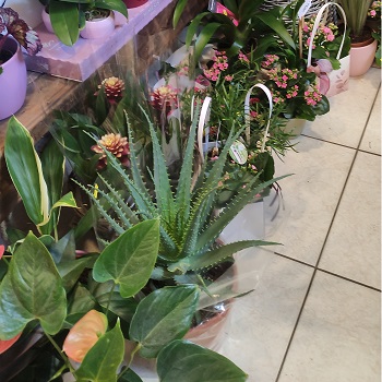 csisztavirag.unas.hu