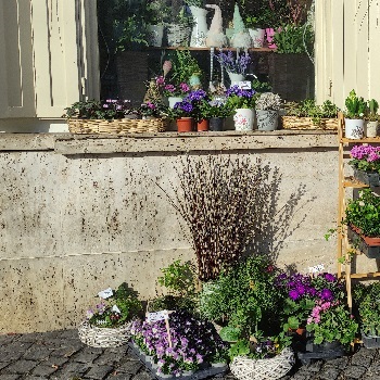 csisztavirag.unas.hu