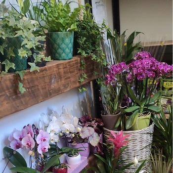 csisztavirag.unas.hu